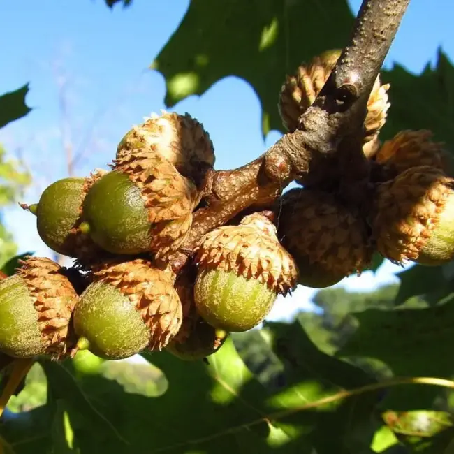 Scarlet Oak Seeds / Acorns