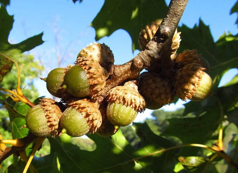 Scarlet Oak Seeds / Acorns
