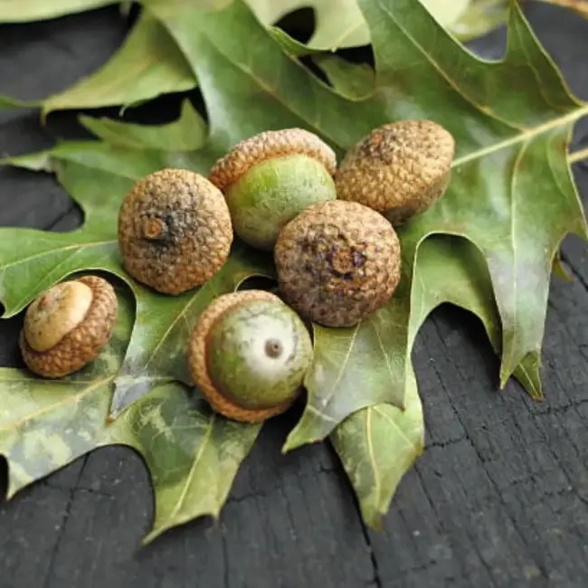 Pin Oak Seeds / Acorns - Image 7