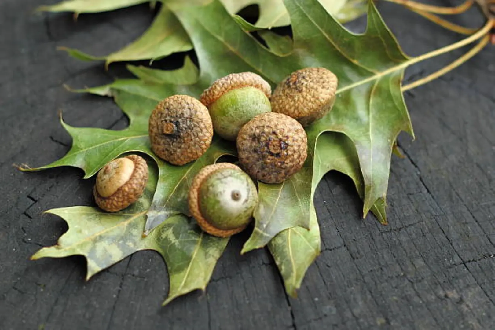 Pin Oak - Quercus palustris