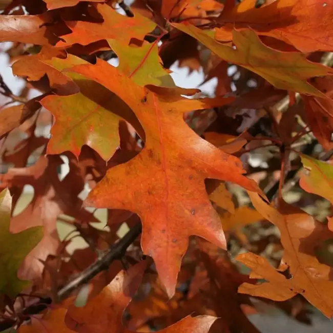 Pin Oak Seeds / Acorns - Image 2