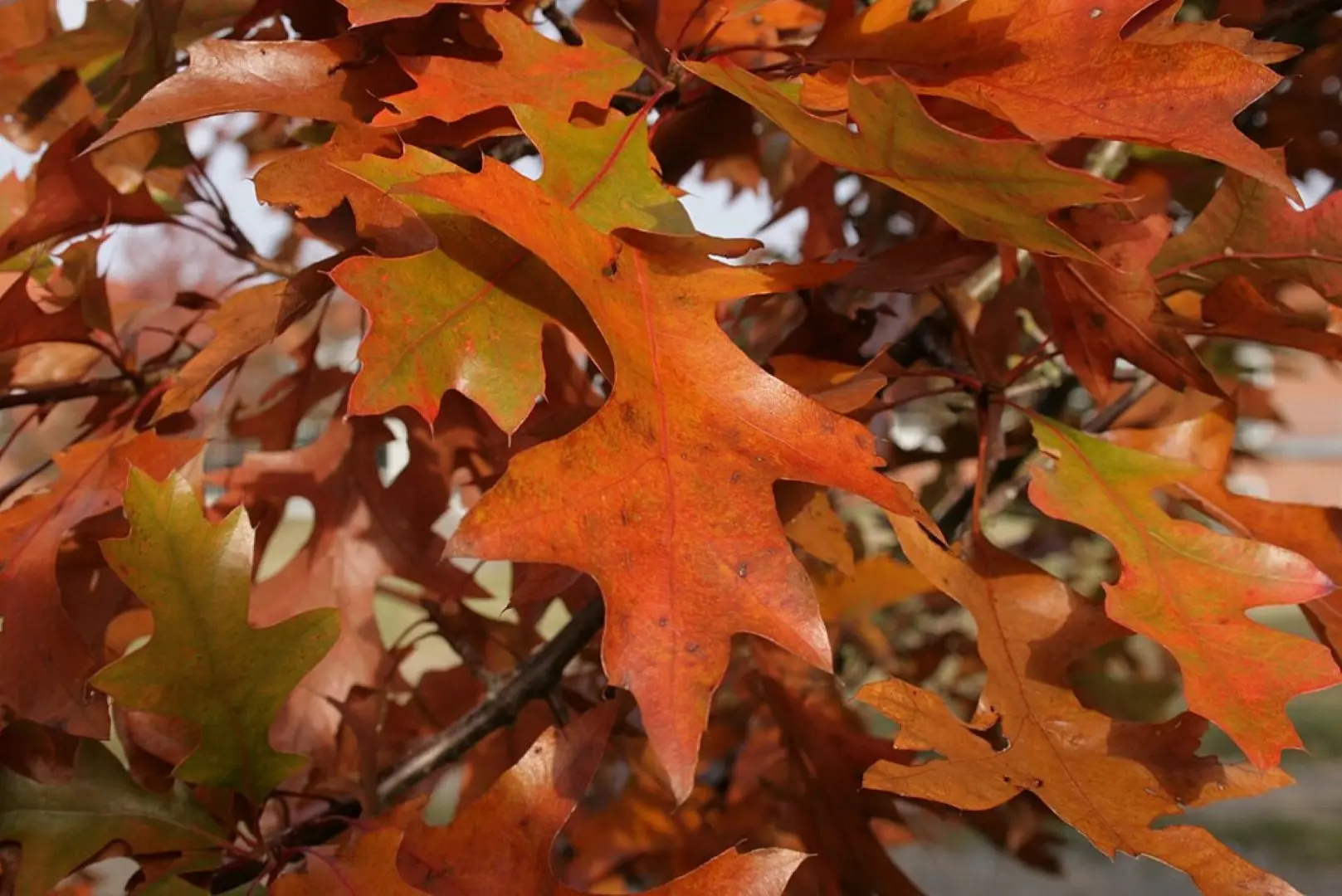 Pin Oak - Quercus palustris