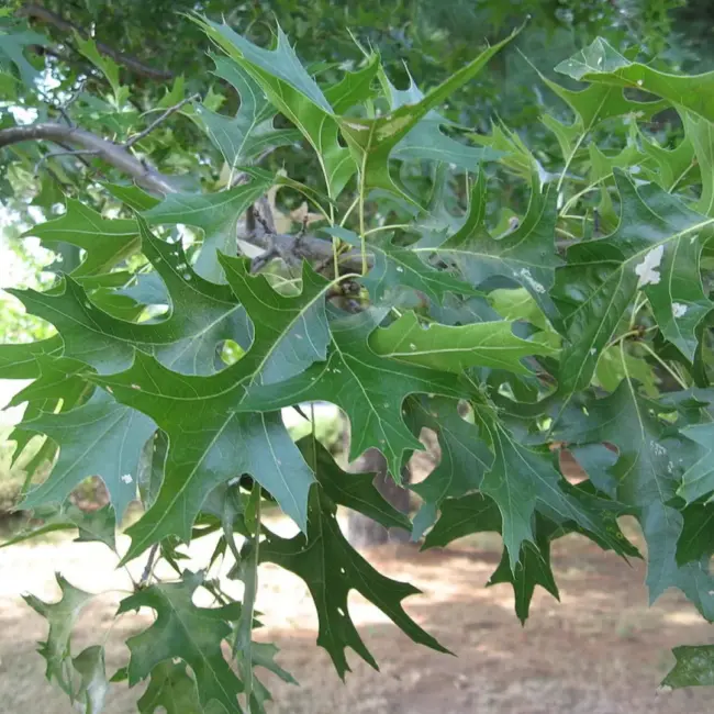Pin Oak Seeds / Acorns - Image 6