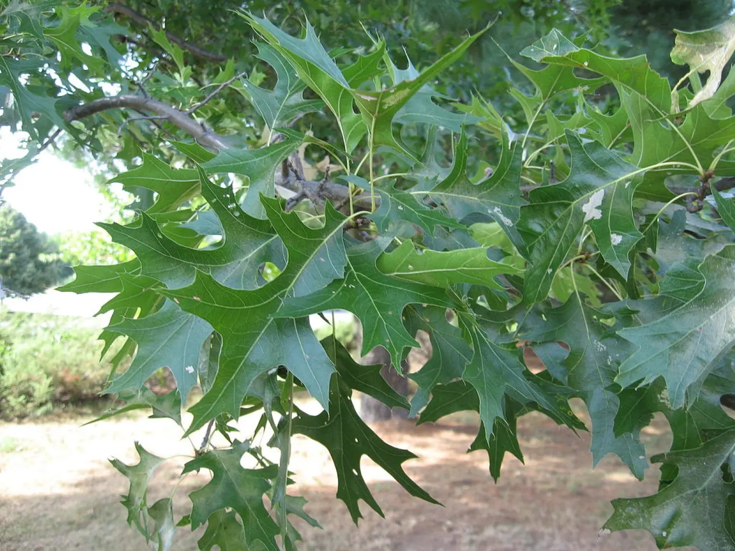 Pin Oak - Quercus palustris
