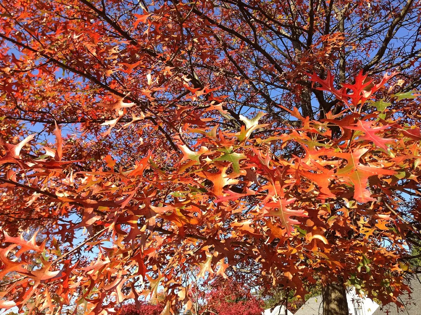 Pin Oak - Quercus palustris