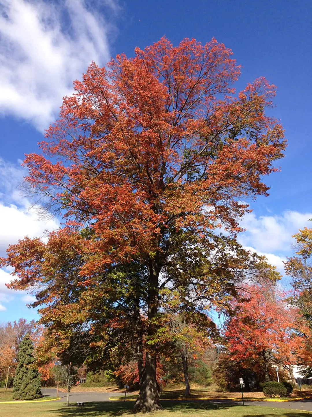 Pin Oak - Quercus palustris