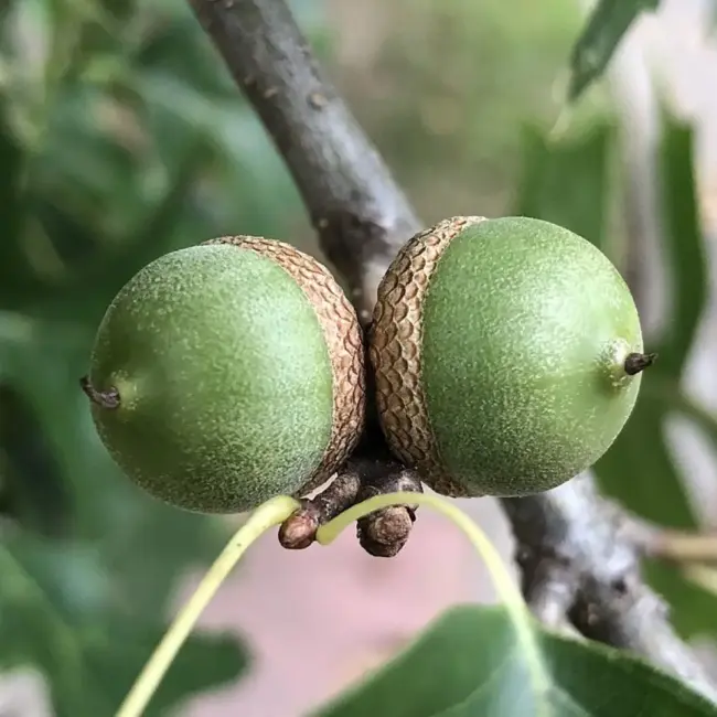Pin Oak Seeds / Acorns - Image 3