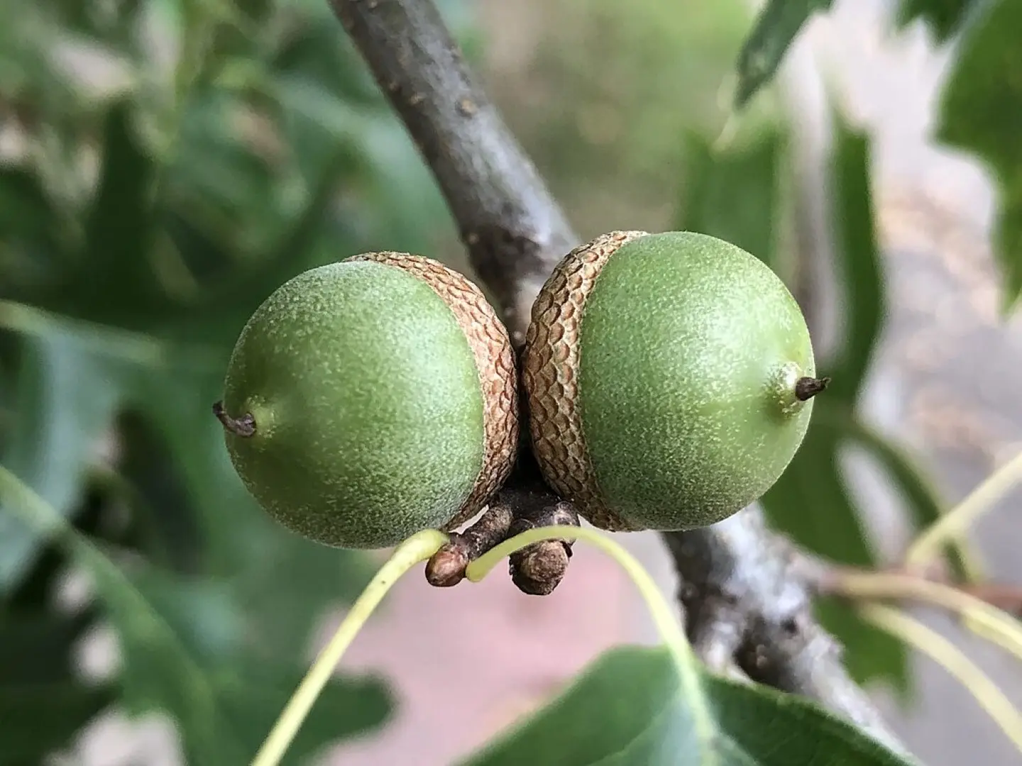 Pin Oak - Quercus palustris