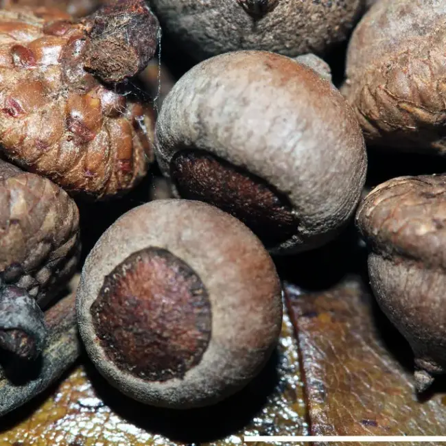 Willow Oak Seeds / Acorns - Image 3