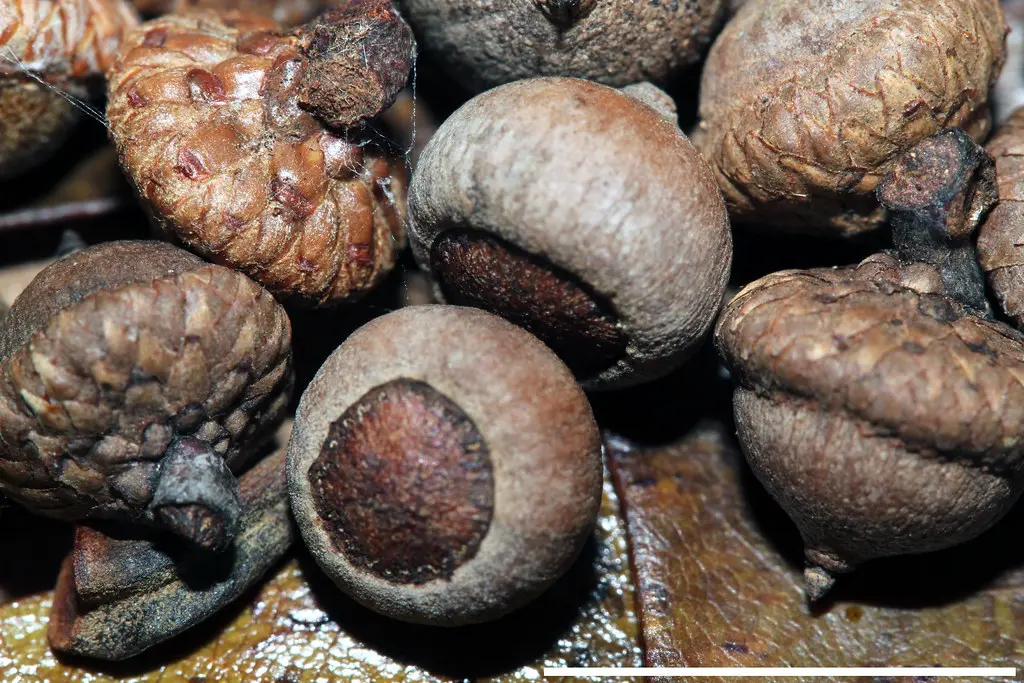 Willow Oak Seeds / Acorns - Image 3