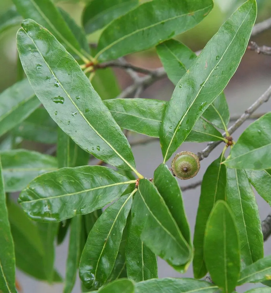 Willow Oak Seeds / Acorns - Image 2