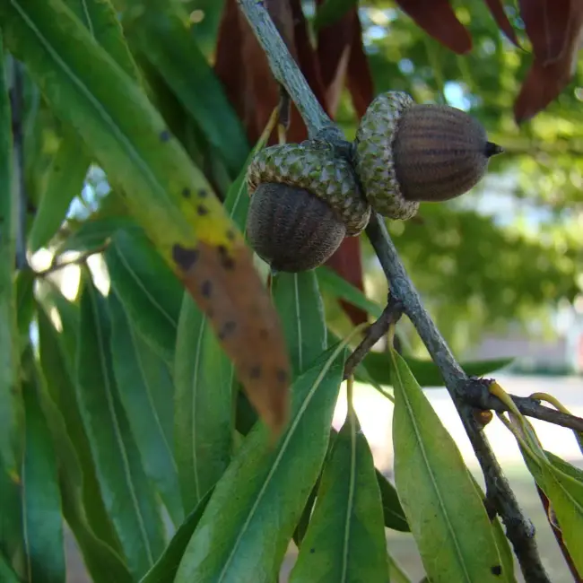 Willow Oak Seeds / Acorns