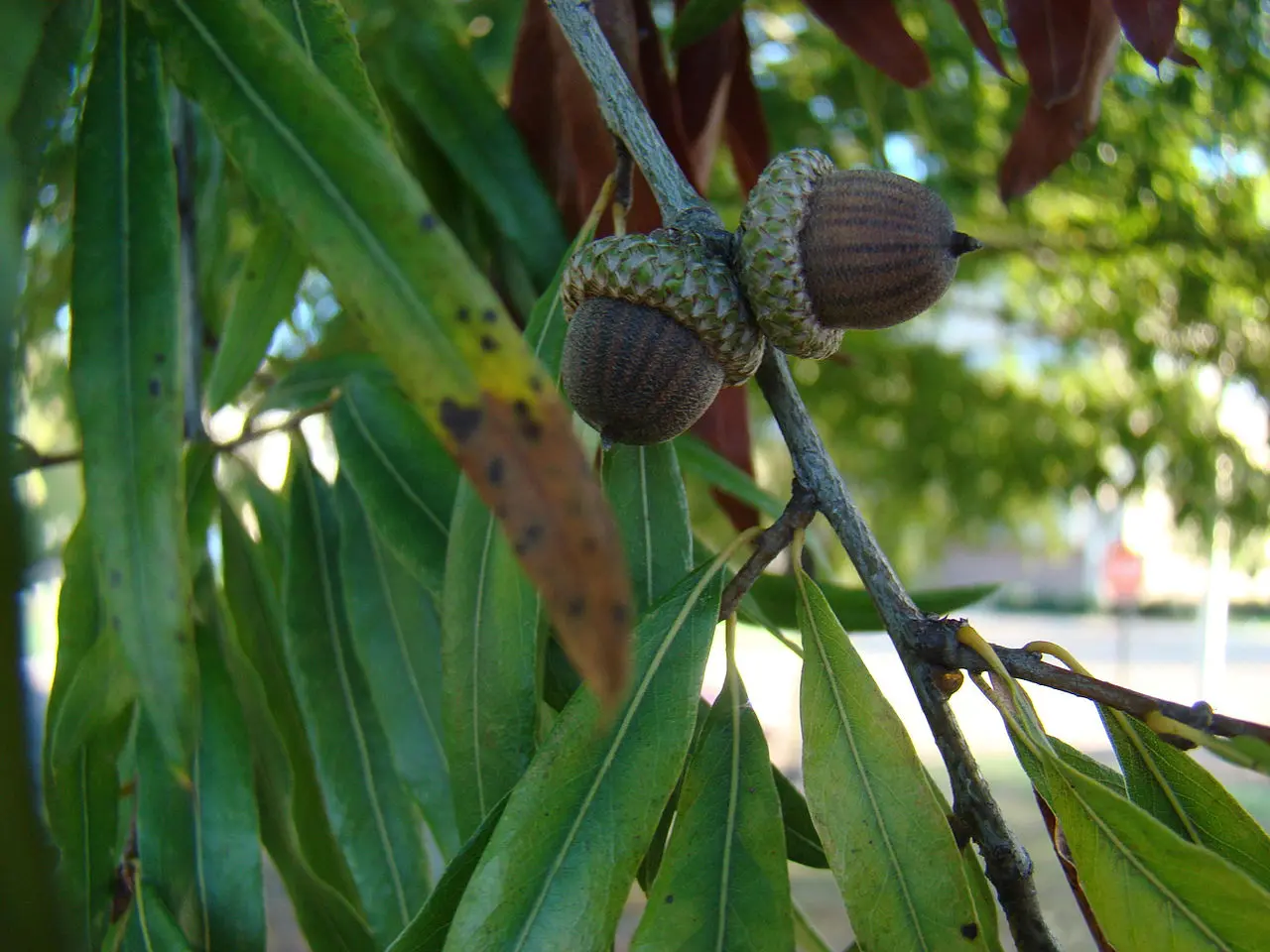 Willow Oak Seeds / Acorns