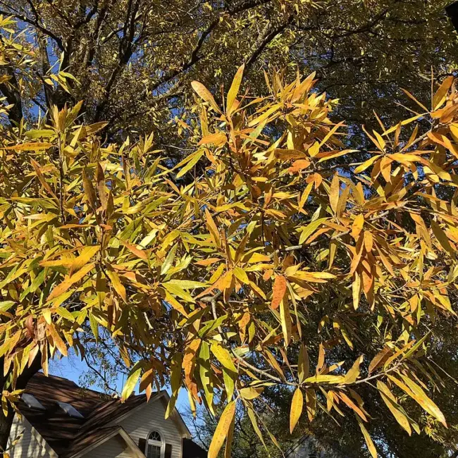 Willow Oak Seeds / Acorns - Image 4
