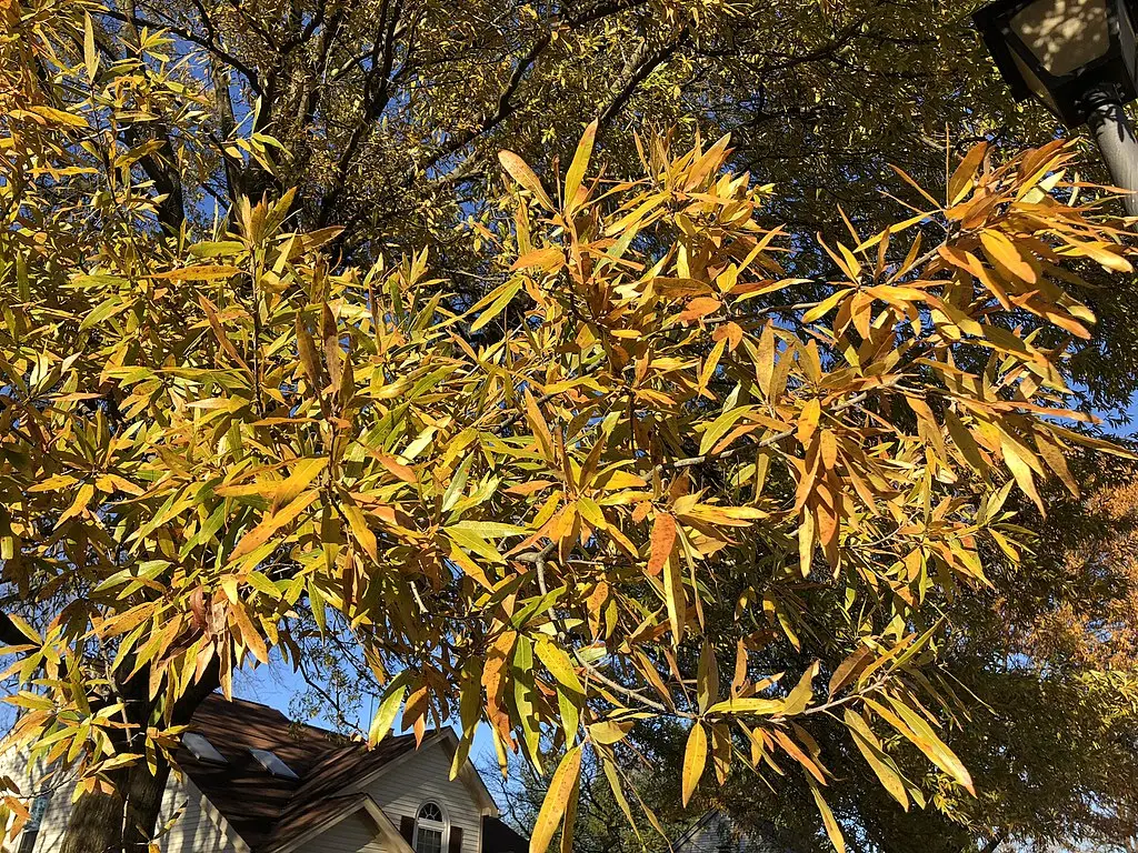 Willow Oak Seeds / Acorns - Image 4