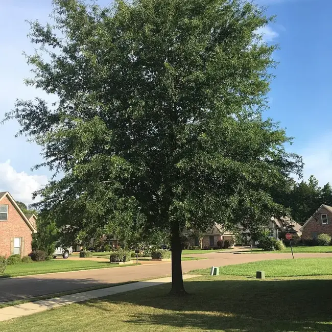 Willow Oak Seeds / Acorns - Image 7