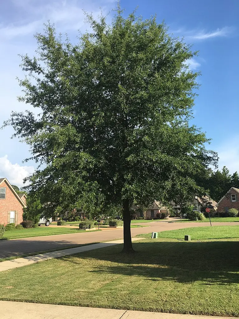 Willow Oak Seeds / Acorns - Image 7