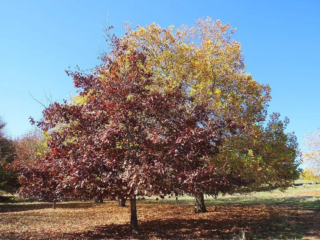 Red Oak Seeds / Acorns - Image 2