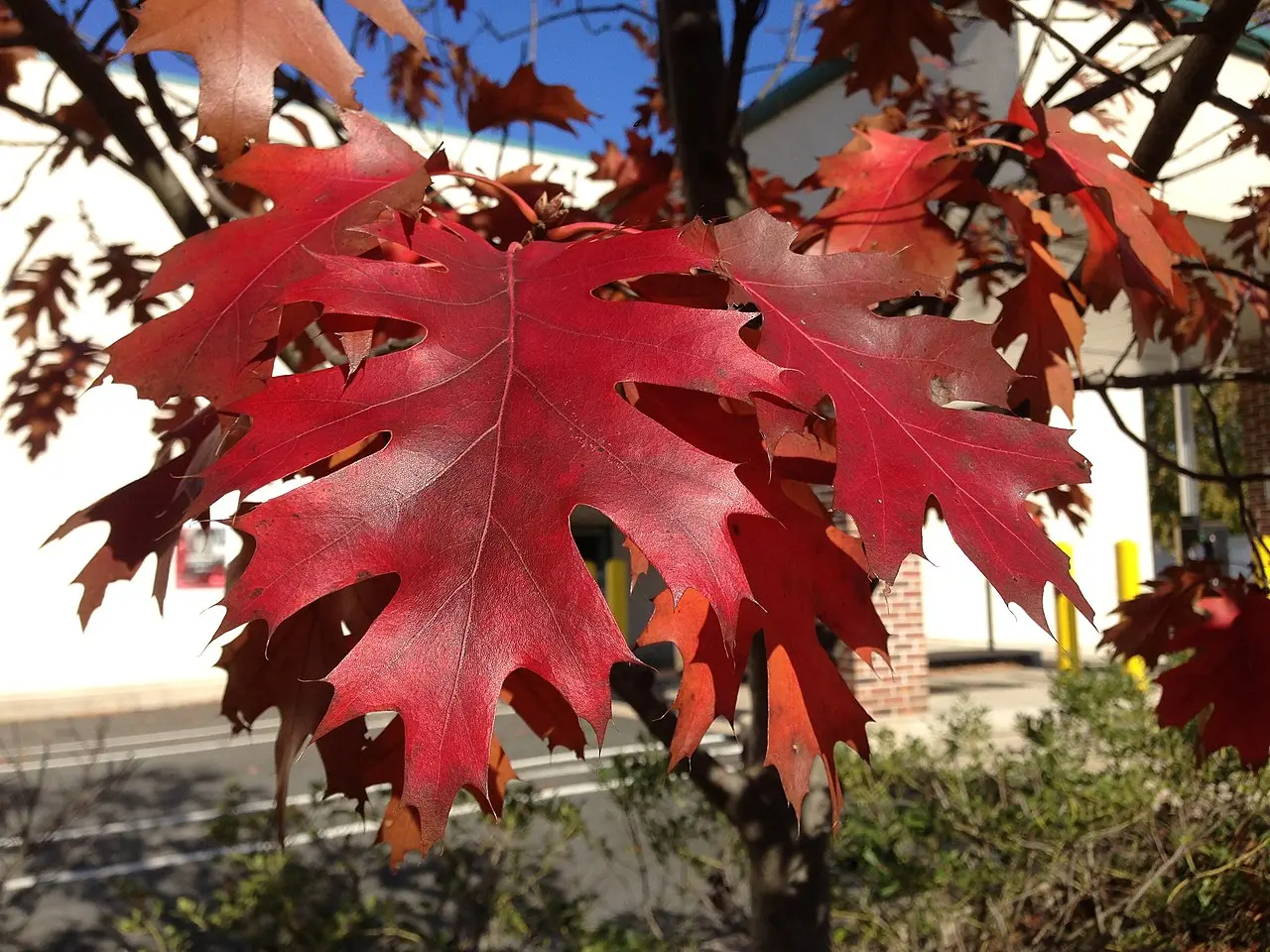 Red Oak Seeds / Acorns