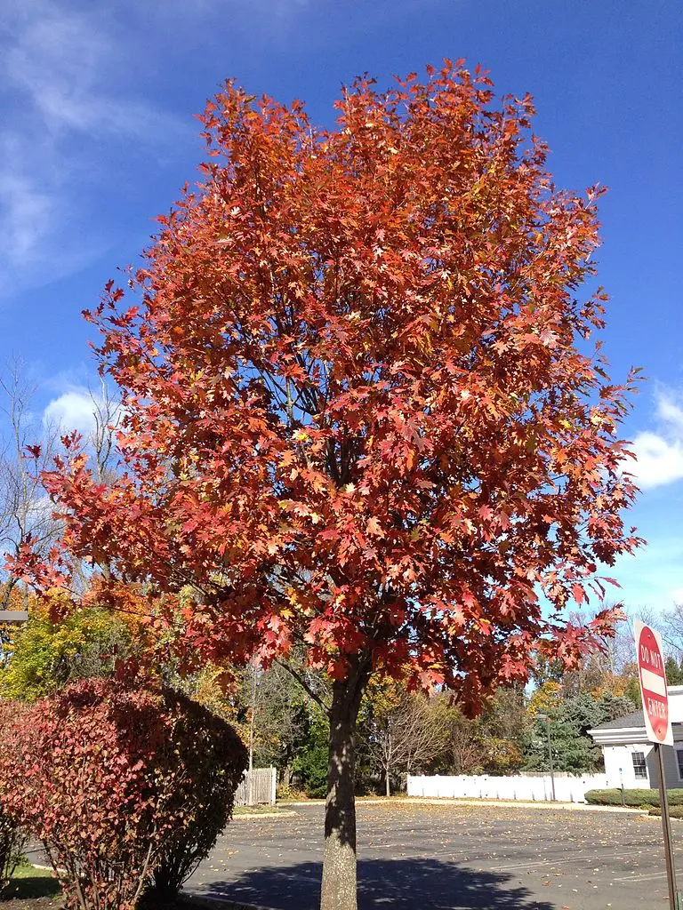 Red Oak Seeds / Acorns - Image 6