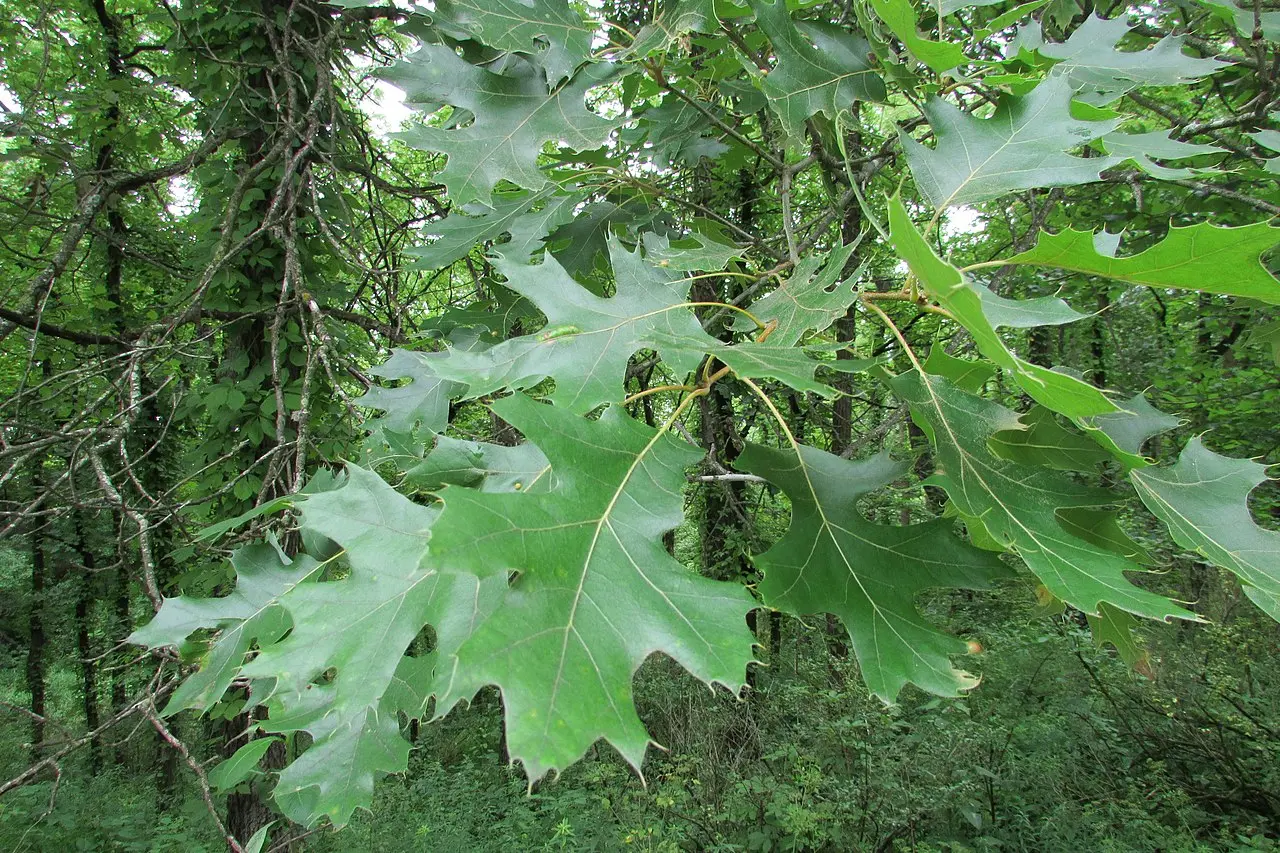 Red Oak Seeds / Acorns - Image 5