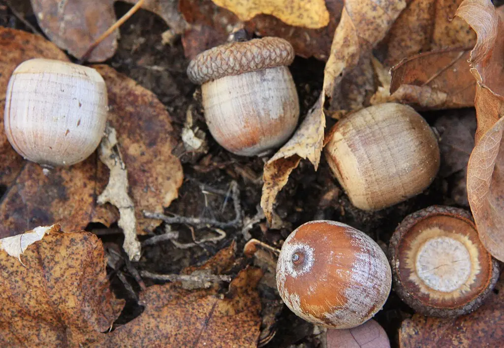 Red Oak Seeds / Acorns - Image 4