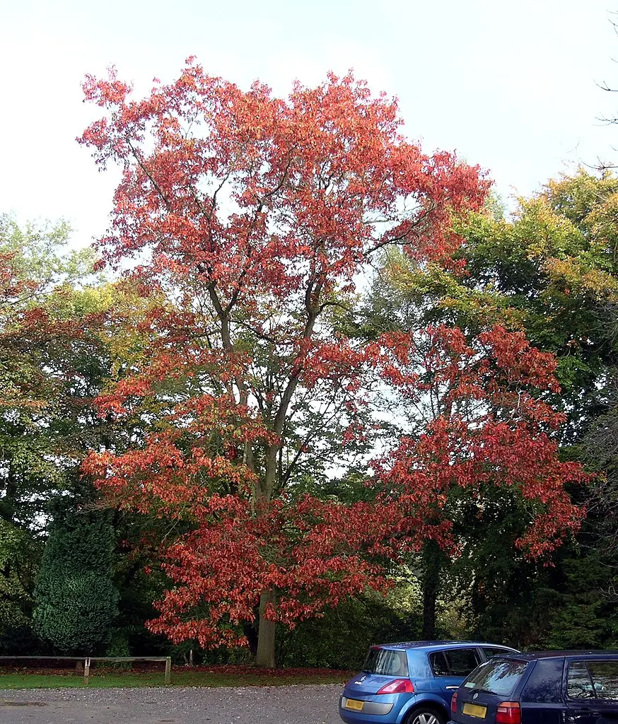 Red Oak Seeds / Acorns - Image 3