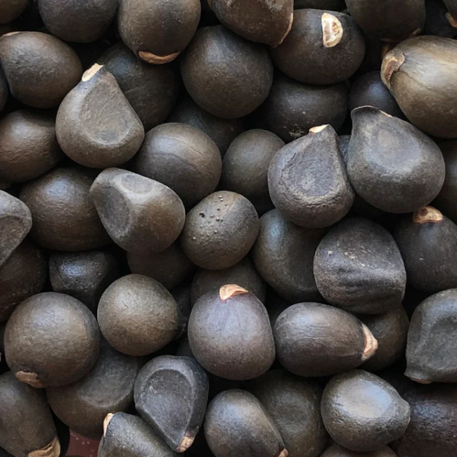 Xanthoceras sorbifolium seeds