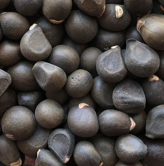 Xanthoceras sorbifolium seeds
