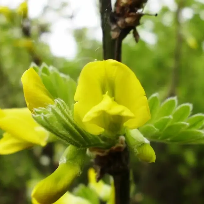 Caragana arborescens - Siberian Pea Tree Seeds