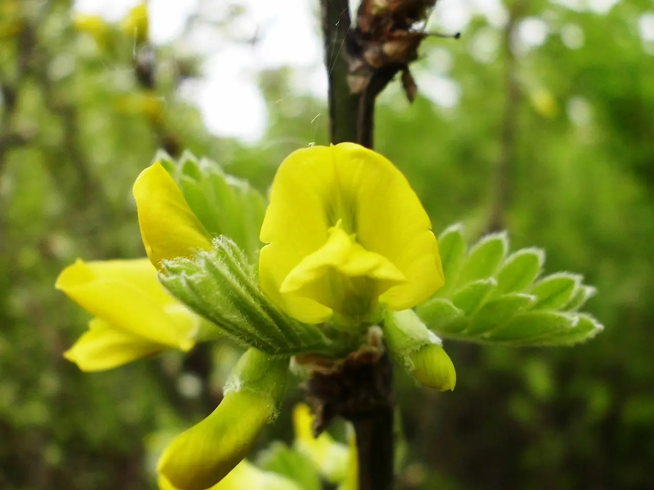 Caragana arborescens - Siberian Pea Tree Seeds