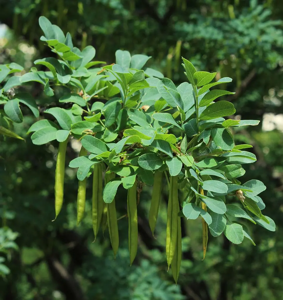 Caragana arborescens - Siberian Pea Tree Seeds