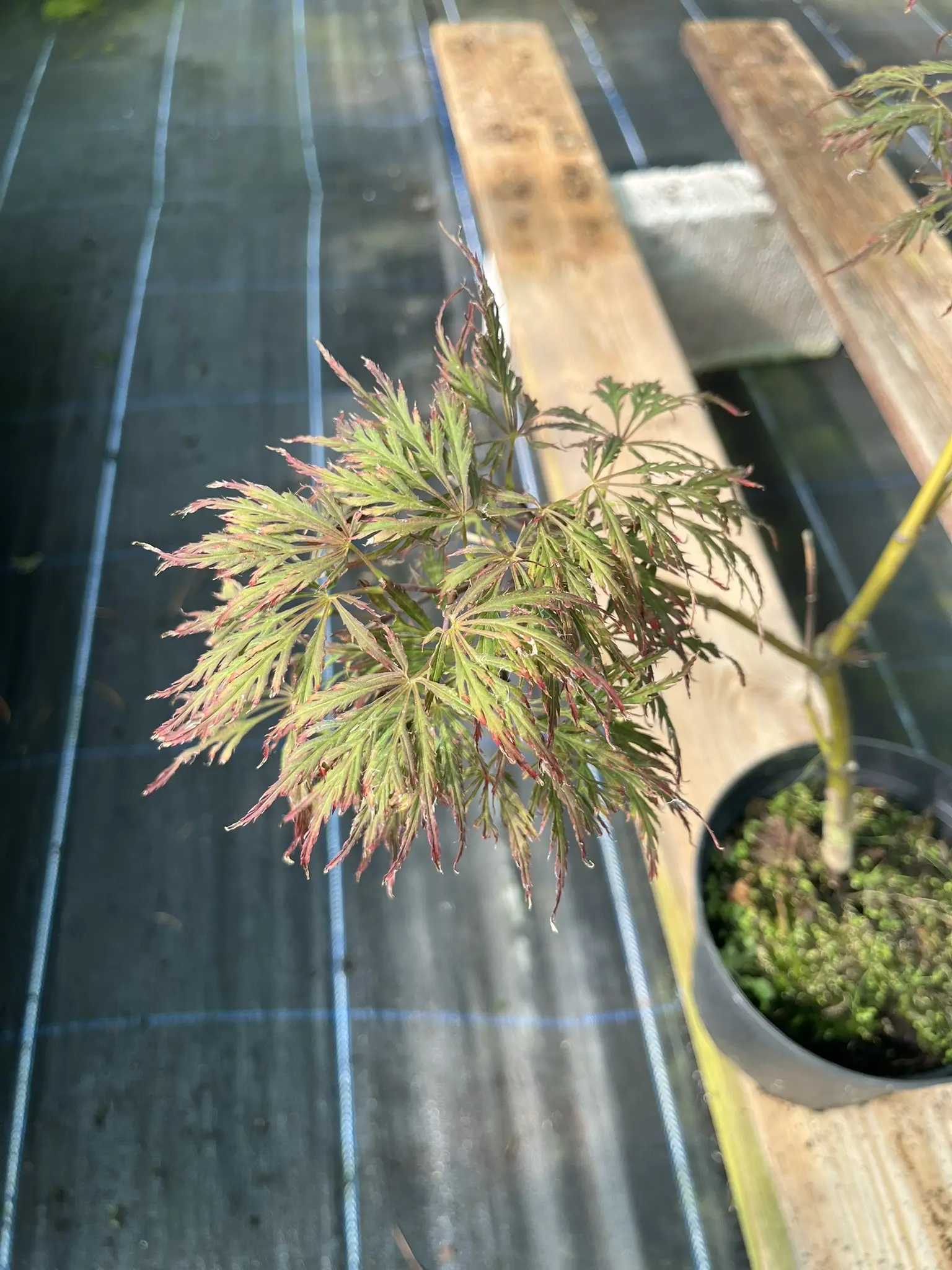 Acer palmatum 'Garnet