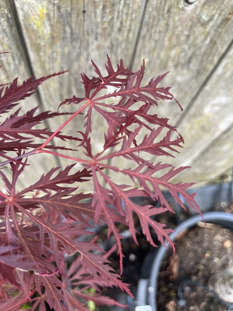 Acer palmatum - Japanese Maple Acer 'Garnet' 20/40cm (3L)