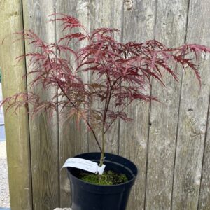 Acer palmatum - Japanese Maple Acer 'Garnet' 20/40cm (3L)