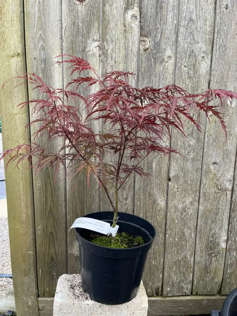 Acer palmatum - Japanese Maple Acer 'Garnet' 20/40cm (3L)