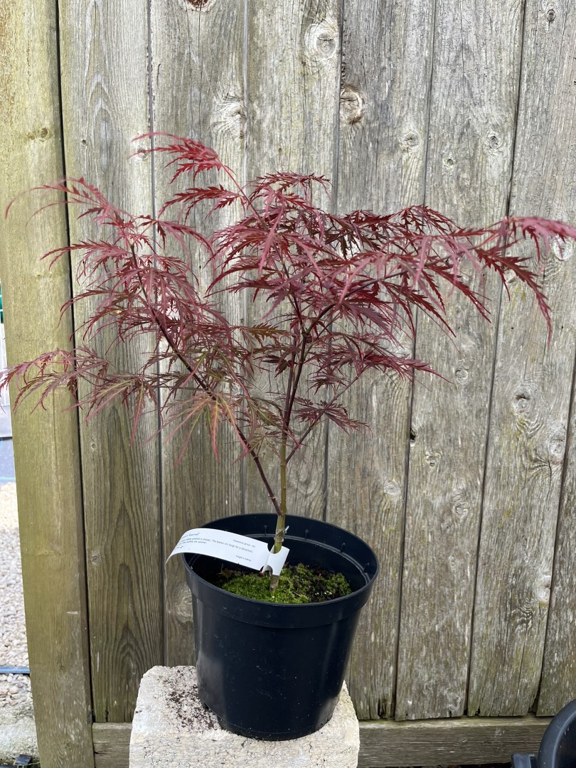 Acer palmatum - Japanese Maple Acer 'Garnet' 20/40cm (3L)