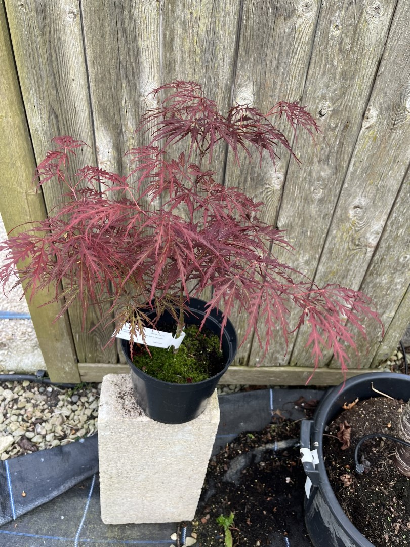 Japanese Maple Acer 'Garnet' 20/40cm (3L) - Image 3