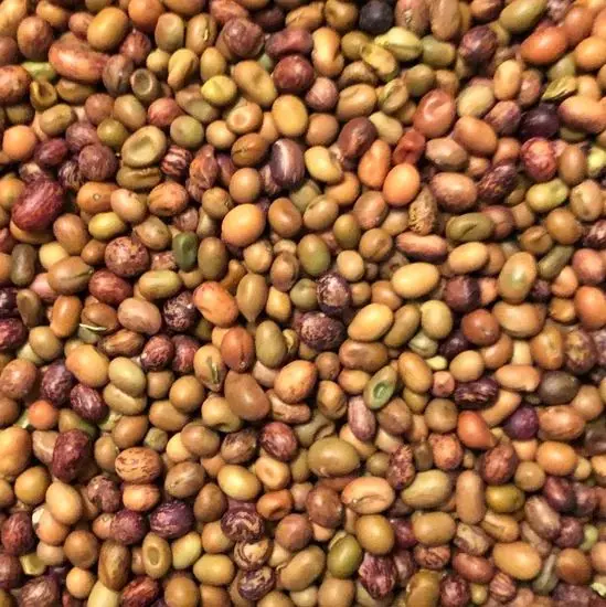 Caragana arborescens Siberian Pea Tree Seeds