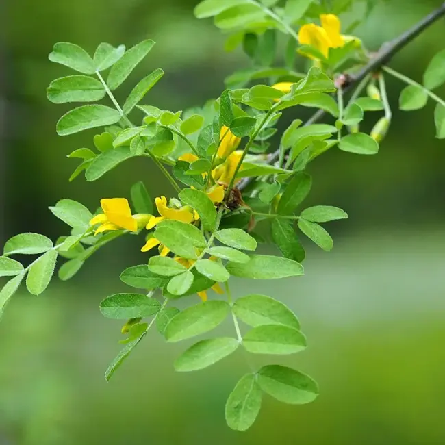 Caragana arborescens - Siberian Pea Tree Seeds