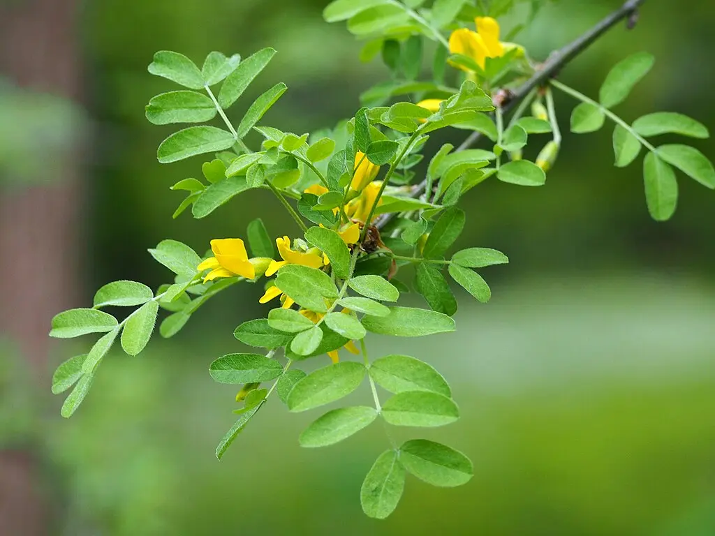 Caragana arborescens - Siberian Pea Tree Seeds