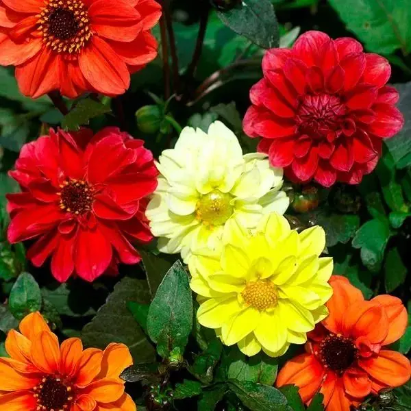 Dahlia Seeds - Redskin x50