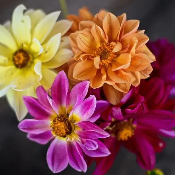 Dahlia Seeds - Showpiece Double Mixed