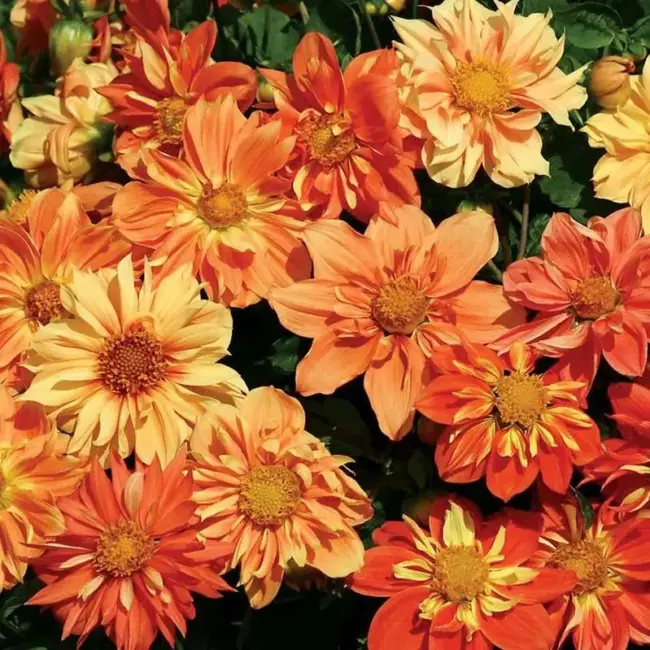 Dahlia Seeds - Sunny Reggae