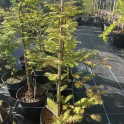 Dawn Redwood Amber Glow