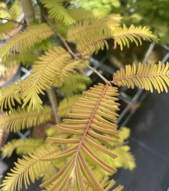 Dawn Redwood 'Amber Glow' 60/80cm