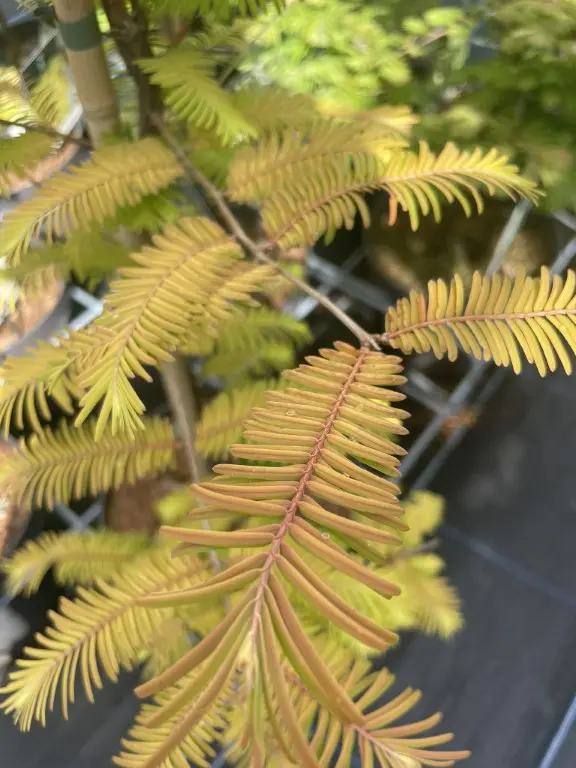 Dawn Redwood 'Amber Glow' 60/80cm