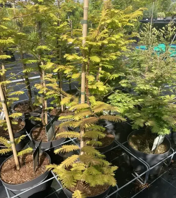 Dawn Redwood 'Amber Glow' 60/80cm