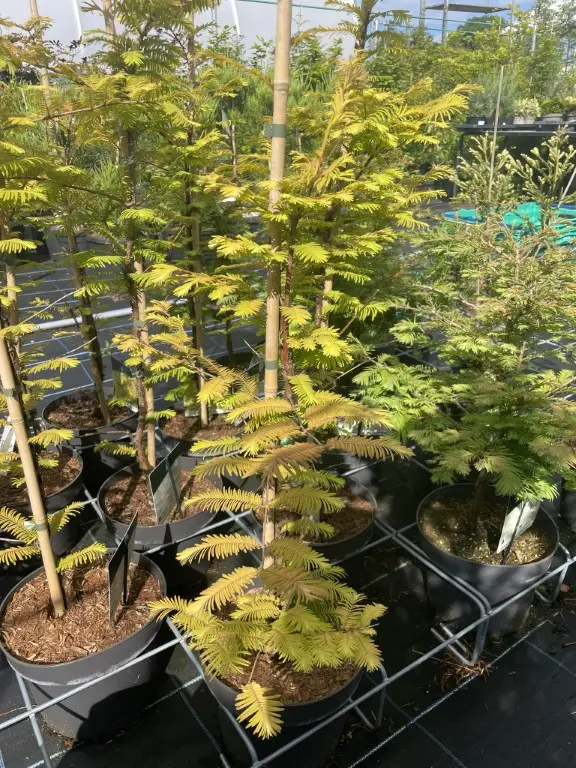 Dawn Redwood 'Amber Glow' 60/80cm