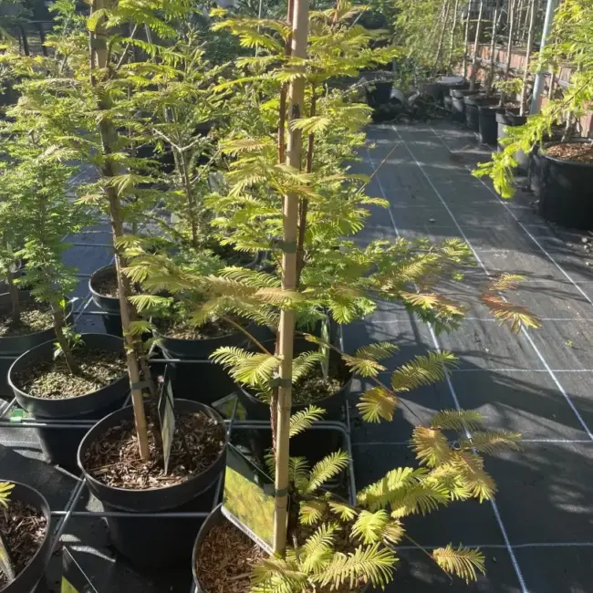 Dawn Redwood Amber Glow